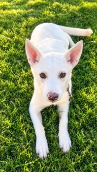 Tammy -  Shepherd and Husky Dog for Adoption in Park Forest, Illinois - Tammy | PetCurious