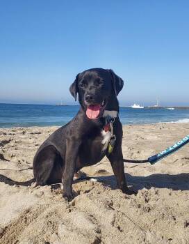 Nick Wilde -  Labrador Retriever Dog for Adoption in San Diego, California - Nick Wilde | PetCurious