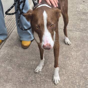 Maxx -  Mcnab and Border Collie Dog for Adoption in Fort Bragg, California - Maxx | PetCurious