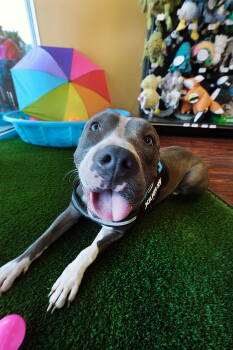 Rescue Pit Bull Terrier Dogs for Adoption in Dallas, Texas - Jade | PetCurious