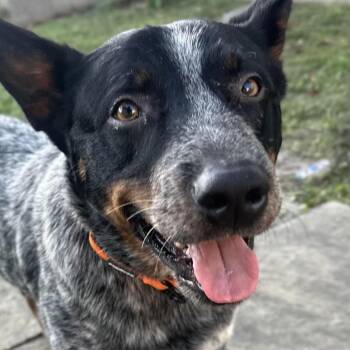Australian Cattle Dog Blue Heeler Dogs Available for Adoption in New Orleans, Louisiana - Dewey | PetCurious