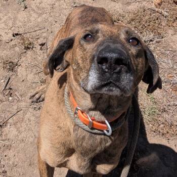 Lovey -  Coonhound and Mixed Breed Dog for Adoption in Flagstaff, Arizona - Lovey | PetCurious