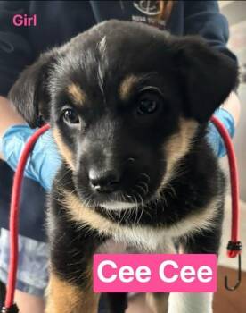 Cee Cee -  Mixed Breed Dog Available for Adoption in Athens, Ontario - Cee Cee | PetCurious