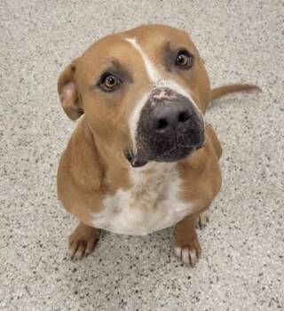 Drifter -  Pit Bull Terrier and Mixed Breed Dog for Adoption in Kansas City, Missouri - Drifter | PetCurious