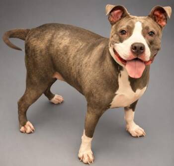 Piglet -  Pit Bull Terrier and Mixed Breed Dog for Adoption in Bowling Green, Kentucky - Piglet | PetCurious