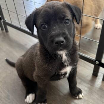 Great Pyrenees and Doberman Pinscher Dogs Available for Adoption - Plum | PetCurious