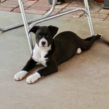 Jackson -  Pit Bull Terrier and Labrador Retriever Dog Available for Adoption in Amarillo, Texas - Jackson | PetCurious
