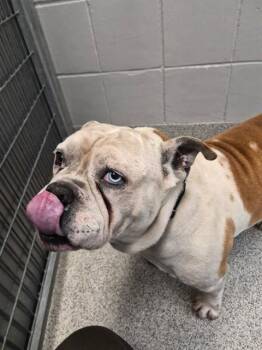 English Bulldog and Mixed Breed Dogs Available for Adoption in Omaha, Nebraska - PLANKTON | PetCurious