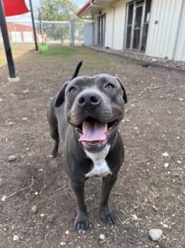 Pit Bull Terrier Dogs Available for Adoption - Betty **Courtesy Post. Out Of Town Pet. See Below For Details** | PetCurious