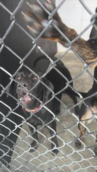 H&M -  Yellow Labrador Retriever and Hound Dog for Adoption in Republic, Missouri - H&M | PetCurious