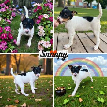 Rat Terrier and Mixed Breed Dogs Available for Adoption - Snoopy | PetCurious