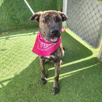 Plott Hound Dogs Available for Adoption in Oak Point, Texas - Suzie | PetCurious