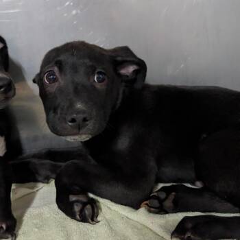 Lock -  Black Labrador Retriever Dog for Adoption in Jefferson City, Tennessee - Lock | PetCurious