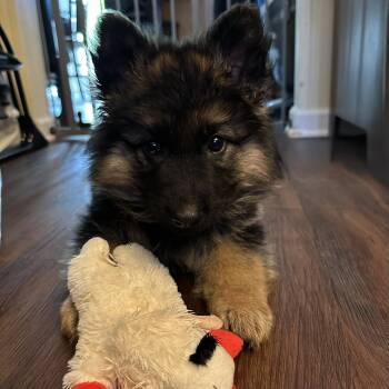 Fergie -  German Shepherd Dog Dog Available for Adoption in Greece, New York - Fergie | PetCurious
