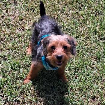 Louie -  Yorkshire Terrier and Poodle Dog for Adoption - Louie | PetCurious