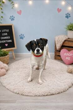 Sancho 0152 -  Chihuahua and Terrier Dog for Adoption in Waldorf, Maryland - Sancho 0152 | PetCurious