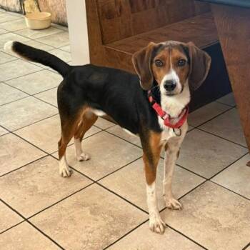 Udon -  Beagle and Hound Dog for Adoption in Harrisonburg, Virginia - Udon | PetCurious