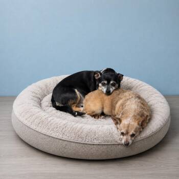Mocha & Mystique -  Chihuahua Dog for Adoption in Momence, Illinois - Mocha & Mystique | PetCurious