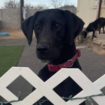 Shadow -  Black Labrador Retriever and Great Dane Dog for Adoption in Phoenix, Arizona - Shadow | PetCurious