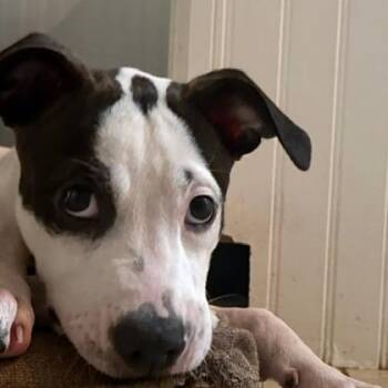 Daisy -  Mixed Breed Dog for Adoption in Festus, Missouri - Daisy | PetCurious