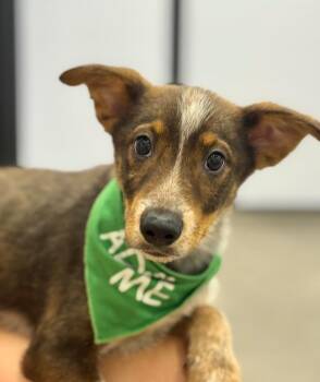 Mr Lemon Jello -  Australian Cattle Dog Blue Heeler and Australian Shepherd Dog for Adoption in Fort Lupton, Colorado - Mr Lemon Jello | PetCurious