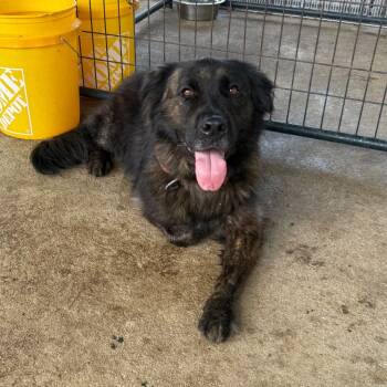 Rescue Mixed Breed Dogs for Adoption in Lake Jackson, Texas - Ozzie | PetCurious