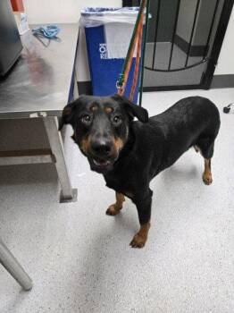 Rottweiler Dogs Available for Adoption in Oakland, California - Susy | PetCurious