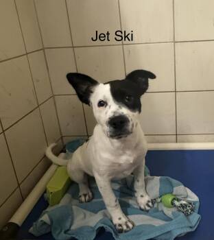 Jet Ski -  Akita Dog for Adoption in Ulster, Pennsylvania - Jet Ski | PetCurious