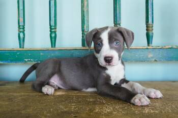 Golden -  Pit Bull Terrier and Weimaraner Dog for Adoption in San Antonio, Texas - Golden | PetCurious