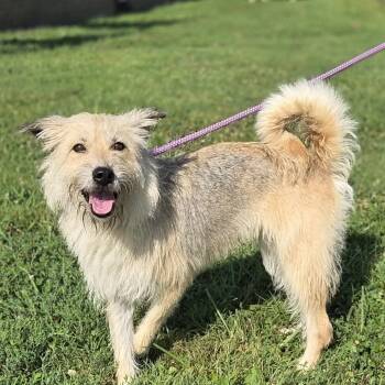 Cynthia -  Wirehaired Terrier Dog for Adoption in Mckean, Pennsylvania - Cynthia | PetCurious