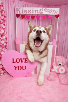 Husky Dogs Available for Adoption - Brownie  | PetCurious