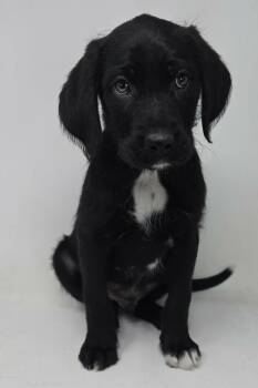 Labrador Retriever and Spaniel Dogs Available for Adoption - Zeno | PetCurious