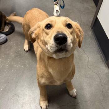 Zoey -  Beagle and Golden Retriever Dog for Adoption in Tampa, Florida - Zoey | PetCurious
