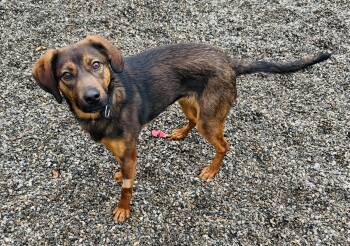 Chocolate Chip -  Mixed Breed Dog for Adoption in Brooks, Maine - Chocolate Chip | PetCurious