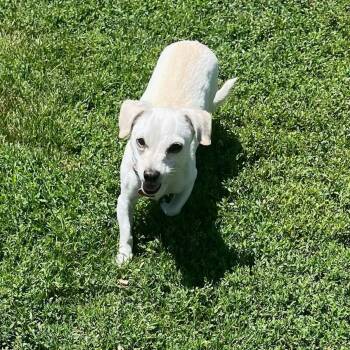 Rescue Mixed Breed Dogs for Adoption in Medford, Oregon - Merita | PetCurious