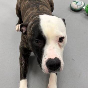 American Bully Dogs Available for Adoption in Mississauga, Ontario - Mia | PetCurious