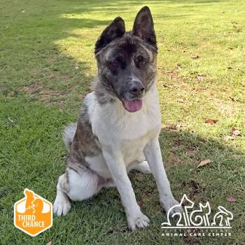 Akita Dogs Available for Adoption in Irvine, California - PROVOLONE | PetCurious