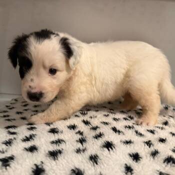 Emerald -  Mixed Breed Dog for Adoption in Rockville, Maryland - Emerald | PetCurious