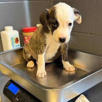 Mixed Breed Dogs Available for Adoption in Buffalo, Minnesota - Dory | PetCurious