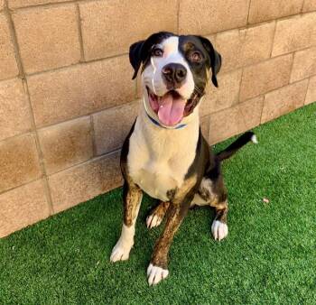 Rescue Pit Bull Terrier Dogs for Adoption in San Marcos, California - URGENT! SAVE ME PLEASE! Stanley #A546697 | PetCurious