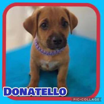 Donatello -  Chihuahua and Terrier Dog for Adoption in Ringwood, New Jersey - Donatello | PetCurious