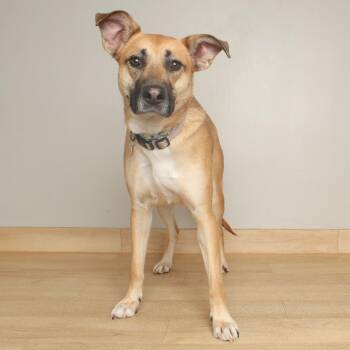 Remi D71728 -  German Shepherd Dog and Mixed Breed Dog for Adoption in Minnetonka, Minnesota - Remi D71728 | PetCurious