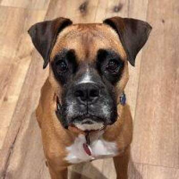 Louie -  Boxer Dog for Adoption in Davis, California - Louie | PetCurious