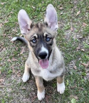 Belgian Shepherd Malinois and Husky Dogs Available for Adoption - Bluey | PetCurious