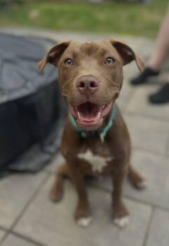 Mixed Breed Dogs Available for Adoption in Berwick, Maine - Bruno | PetCurious