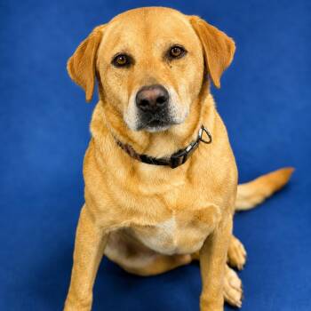 Griffin -  Yellow Labrador Retriever Dog for Adoption in Hughesville, Maryland - Griffin | PetCurious