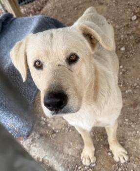 Labrador Retriever and Great Pyrenees Dogs Available for Adoption - Loki | PetCurious