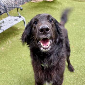 Louis -  Collie Dog for Adoption in Providence, Rhode Island - Louis | PetCurious