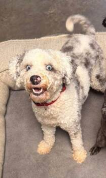 Marsha -  Aussiedoodle Dog for Adoption in Indianapolis, Indiana - Marsha | PetCurious