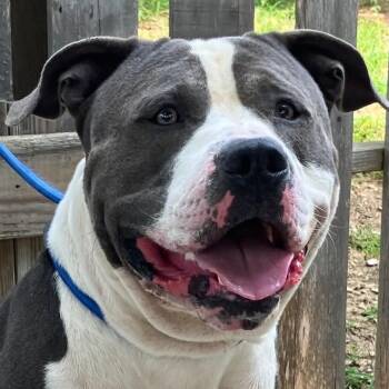 Little John -  Pit Bull Terrier Dog for Adoption in Pulaski, Tennessee - Little John | PetCurious